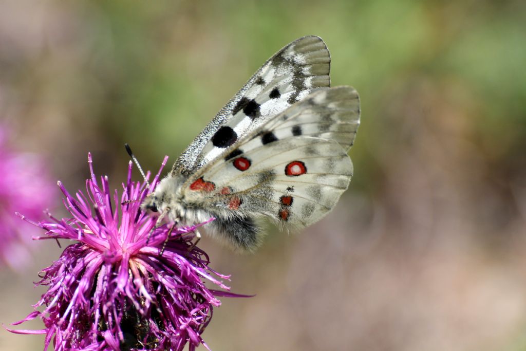 Questa invece Parnassius apollo